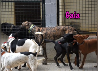 Gaia geb. 01/2025 (ESP) - liebe, verschmuste und zärtliche junge Galga!