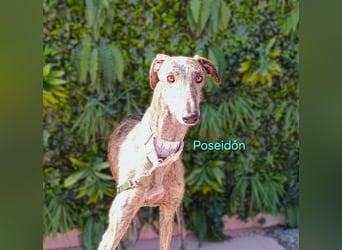 Poseidón geb. 05/2024 (ESP) - unglaublich lieber, ruhiger und edler Galgo!