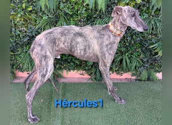 Hércules1 geb. 12/2021 (ESP) - zärtlicher, ruhiger und sensibler Galgo!
