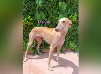 Dianna geb. 06/2022 (ESP) - verschmuste und ausgeglichene Galga!