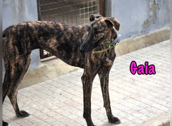 Gaia geb. 01/2025 (ESP) - liebe, verschmuste und zärtliche junge Galga!