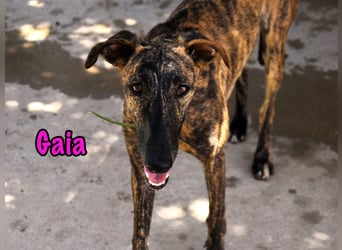 Gaia geb. 01/2025 (ESP) - liebe, verschmuste und zärtliche junge Galga!