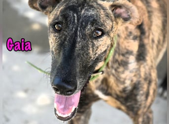 Gaia geb. 01/2025 (ESP) - liebe, verschmuste und zärtliche junge Galga!