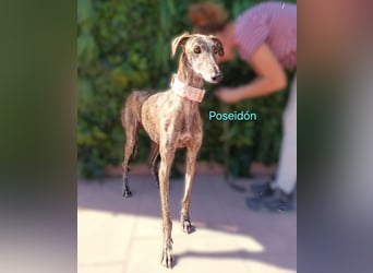 Poseidón geb. 05/2024 (ESP) - unglaublich lieber, ruhiger und edler Galgo!