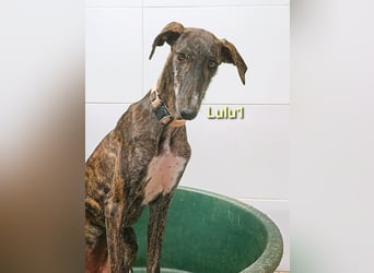 Lulu1 geb. 02/2025 (ESP) - sympathisches und fröhliches Galgo Mädchen!