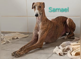Samael geb. 09/2022 (ESP) - ausdrucksstarker und feinfühliger Galgo!