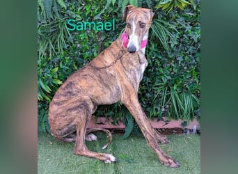 Samael geb. 09/2022 (ESP) - ausdrucksstarker und feinfühliger Galgo!