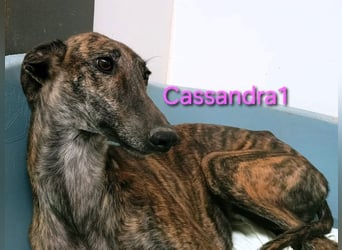Cassandra1 geb. 09/2023 (ESP) - edle und sanftmütige Galga!