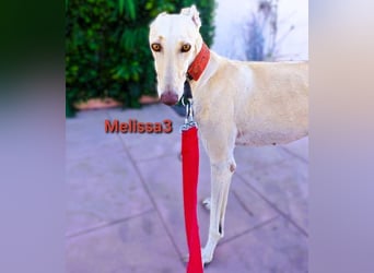 Melissa3 geb. 06/2022 (ESP) - wunderschöne, zurückhaltende Galga!