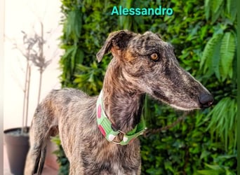 Alessandro geb. 05/2024 (ESP) - ausgeglichener, sympathischer und geselliger Galgo!