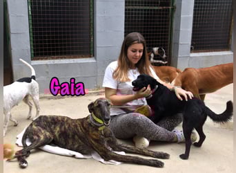 Gaia geb. 01/2025 (ESP) - liebe, verschmuste und zärtliche junge Galga!
