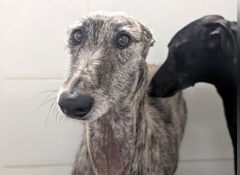 Hércules1 geb. 12/2021 (ESP) - zärtlicher, ruhiger und sensibler Galgo!