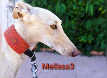 Melissa3 geb. 06/2022 (ESP) - wunderschöne, zurückhaltende Galga!