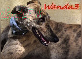 Wanda3 geb. 11/2023 (ESP) - menschenbezogene, hübsche Galga!