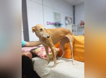 Dianna geb. 06/2022 (ESP) - verschmuste und ausgeglichene Galga!