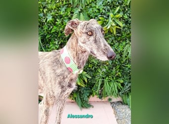 Alessandro geb. 05/2024 (ESP) - ausgeglichener, sympathischer und geselliger Galgo!