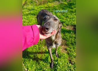 Lancelot geb. 05/2022 (ESP) - ganz bezaubernder, sanfter und anhänglicher Galgo!