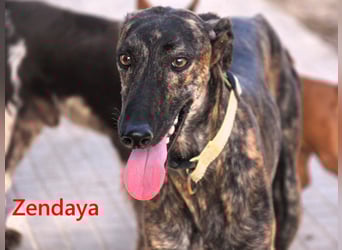 Zendaya geb. 05/2023 (ESP) - zarte und feinfühlige, wunderschöne Galga!