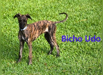 Bicho Udo geb. 07/2025 (ESP) - aufgeweckter und verspielter Galgo Welpe!