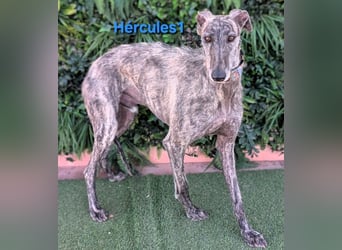 Hércules1 geb. 12/2021 (ESP) - zärtlicher, ruhiger und sensibler Galgo!