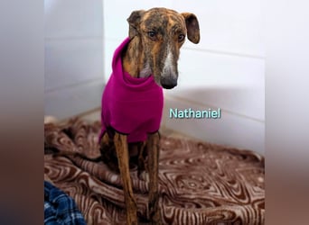 Nathaniel geb. 07/2021 (ESP) - lieber, ausgeglichener und verschmuster Galgo!
