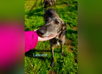 Lancelot geb. 05/2022 (ESP) - ganz bezaubernder, sanfter und anhänglicher Galgo!