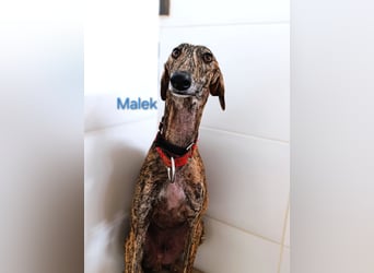 Malek geb. 03/2024 (ESP) - sozialer, ruhiger und zurückhaltender Galgo!