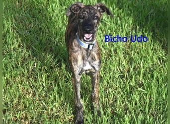 Bicho Udo geb. 07/2025 (ESP) - aufgeweckter und verspielter Galgo Welpe!