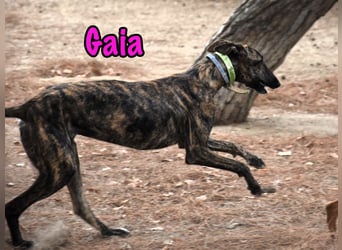 Gaia geb. 01/2025 (ESP) - liebe, verschmuste und zärtliche junge Galga!