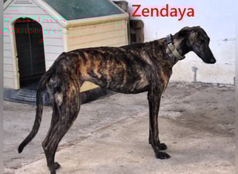 Zendaya geb. 05/2023 (ESP) - zarte und feinfühlige, wunderschöne Galga!