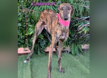 Cassandra1 geb. 09/2023 (ESP) - edle und sanftmütige Galga!