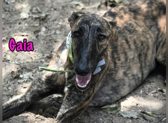 Gaia geb. 01/2025 (ESP) - liebe, verschmuste und zärtliche junge Galga!