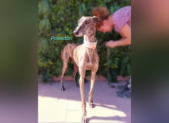 Poseidón geb. 05/2024 (ESP) - unglaublich lieber, ruhiger und edler Galgo!