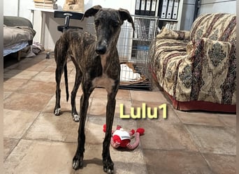 Lulu1 geb. 02/2025 (ESP) - sympathisches und fröhliches Galgo Mädchen!