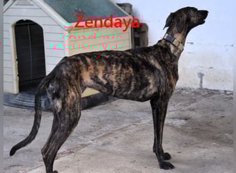 Zendaya geb. 05/2023 (ESP) - zarte und feinfühlige, wunderschöne Galga!