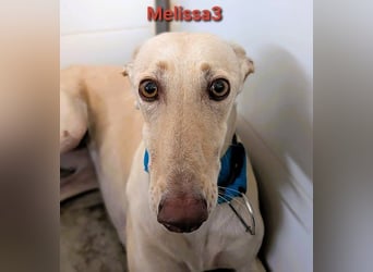 Melissa3 geb. 06/2022 (ESP) - wunderschöne, zurückhaltende Galga!