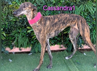 Cassandra1 geb. 09/2023 (ESP) - edle und sanftmütige Galga!