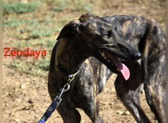 Zendaya geb. 05/2023 (ESP) - zarte und feinfühlige, wunderschöne Galga!