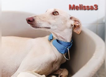 Melissa3 geb. 06/2022 (ESP) - wunderschöne, zurückhaltende Galga!
