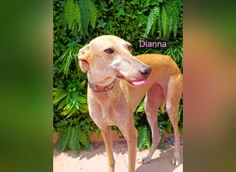 Dianna geb. 06/2022 (ESP) - verschmuste und ausgeglichene Galga!