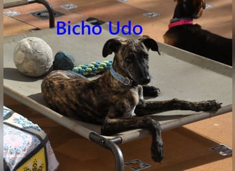 Bicho Udo geb. 07/2025 (ESP) - aufgeweckter und verspielter Galgo Welpe!