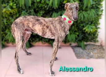 Alessandro geb. 05/2024 (ESP) - ausgeglichener, sympathischer und geselliger Galgo!