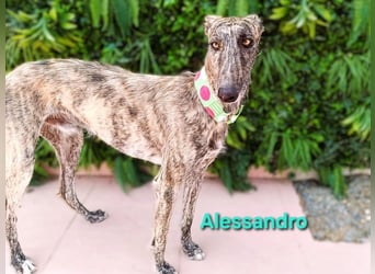 Alessandro geb. 05/2024 (ESP) - ausgeglichener, sympathischer und geselliger Galgo!