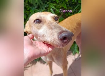 Dianna geb. 06/2022 (ESP) - verschmuste und ausgeglichene Galga!