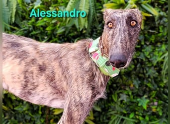 Alessandro geb. 05/2024 (ESP) - ausgeglichener, sympathischer und geselliger Galgo!