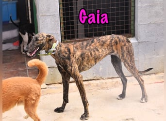 Gaia geb. 01/2025 (ESP) - liebe, verschmuste und zärtliche junge Galga!