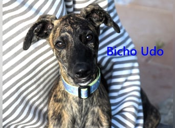 Bicho Udo geb. 07/2025 (ESP) - aufgeweckter und verspielter Galgo Welpe!