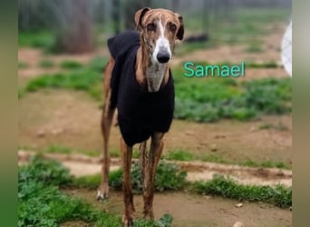 Samael geb. 09/2022 (ESP) - ausdrucksstarker und feinfühliger Galgo!