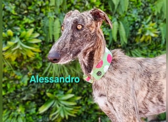 Alessandro geb. 05/2024 (ESP) - ausgeglichener, sympathischer und geselliger Galgo!