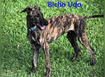 Bicho Udo geb. 07/2025 (ESP) - aufgeweckter und verspielter Galgo Welpe!